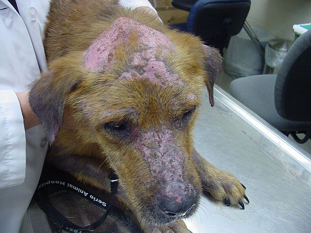 640px-Pemphigus_foliaceus_dog_1-b896fa5999994cc4bd1e309a1f3a5eac