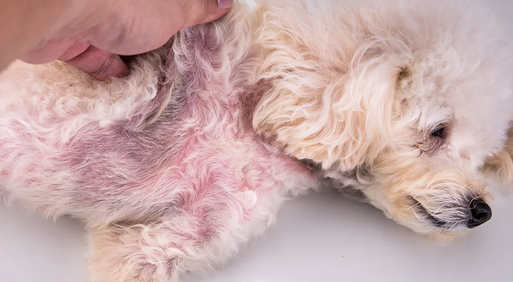 editor_65d998bd44196-pyoderma